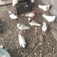پرنده|پرنده|بندرعباس, |دیوار