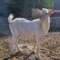 کهره نر سانن