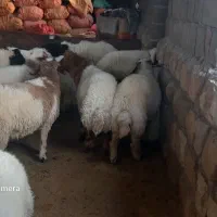 بره|حیوانات مزرعه|سیوان, |دیوار