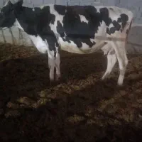 دو راس گاو اول شکم ودوم شکم بدون گوساله تلقیح شده