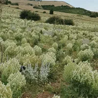 ۴۵۰۰مترزمین باغی دیلمان(کلاردشت گیلان)قابل تهاتر|فروش زمین و ملک کلنگی|دیلمان, |دیوار