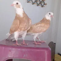 کبوتر جوجه شازده زرد هما زرد عطیقه