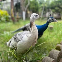 فروش طاووس یکساله