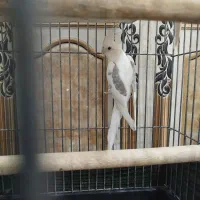 عروس هلندی|پرنده|گلستان (تهران), |دیوار