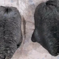 خیگ ترو تمیز|ظروف نگهدارنده، پلاستیکی، یکبارمصرف|ایذه, |دیوار