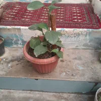 گل برای فروش