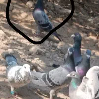 کفتر گمشده...