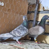 جفت طاوسی|پرنده|مرودشت, دولت آباد|دیوار