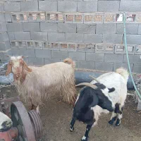 بز مخصوص کشتار|حیوانات مزرعه|مرودشت, نقش رستم|دیوار