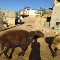 یک راس قوچ قزل افشار شیره دار|حیوانات مزرعه|پاپی, |دیوار