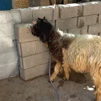 گوسفندبختیاری اصلی|حیوانات مزرعه|شیراز, احمدی جنوبی|دیوار