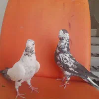 کبوتر سوسکی.کله دم.شازده.دوکت.سینه باز