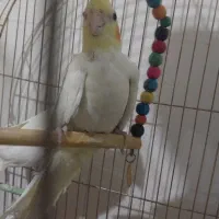 عروس لوتینو