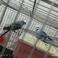 فروش یک جفت مرغ عشق