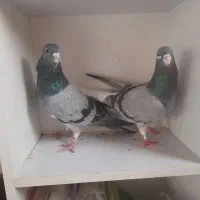 نرو ماده خرقه روس