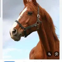 استخدام کارگر پاره‌وقت باشگاه سوارکاری