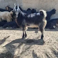 3عددکهره نر یا بزنر درشت