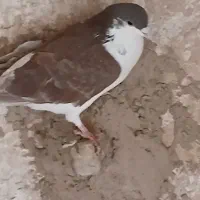 ۲عدد کفتر گرفتنی پرشی