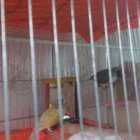 فنچ گلدین|پرنده|تهران, شهمیرزادی|دیوار