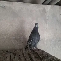 کفتر|پرنده|تهران, خانی‌آباد|دیوار