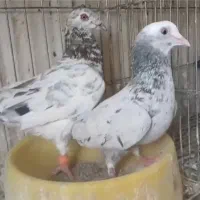 جفت هفت رنگ سرور