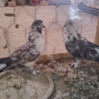 کفتر پرشی