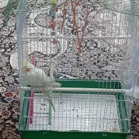 عروس هلندی ماده