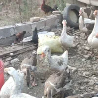 اردک وغاز  بالغ چاق