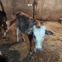 گاو و لیشه دورگ جوان|حیوانات مزرعه|سنگر, |دیوار
