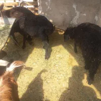 سه عدد بره ماده دورشت هیکلی خوب دونه ۷۷۰۰