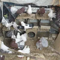 کفتر دم چتری