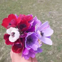 کاه تو یونجه سبز