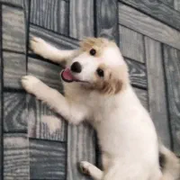 توله سگ|سگ|کاشان, مفتح|دیوار