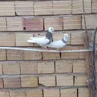 فروش جفت طوقی دم تخم|پرنده|نرماشیر, |دیوار