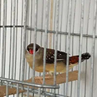 فنچ توت فرنگی|پرنده|مرودشت, ژیان|دیوار