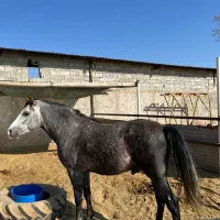 اسب|اسب و تجهیزات اسب‌سواری|بشاریات, |دیوار