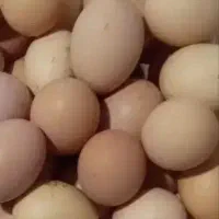 تخم مرغ خانگی روستایی