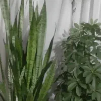 گل طبیعی سانسوریا