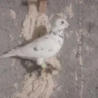 کفتر صید