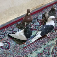 کفتر برا پرودن|پرنده|خرمشهر, |دیوار