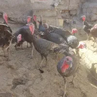 15عدد بوقلمون یکساله|پرنده|میانه, |دیوار