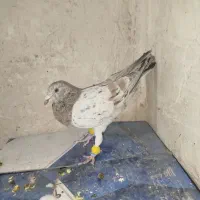 نر هفت رنگ خطی قزوینی