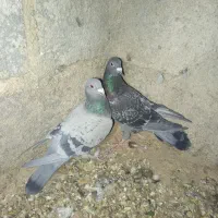 چن تا کفتر بهبهانی فروشی یا معامله دارم