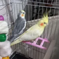 فروش عروس هلندی|پرنده|پاکدشت, پارچین|دیوار