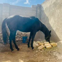 اسب ترکمن|اسب و تجهیزات اسبسواری|کوه چنار, |دیوار