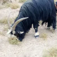 بهده تخمی|حیوانات مزرعه|ایذه, |دیوار