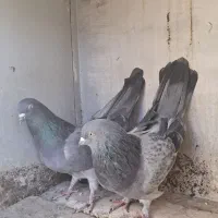 نر و ماده دوده ای|پرنده|شهرکرد, |دیوار