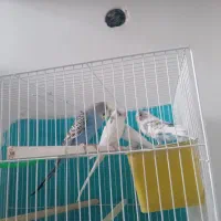 مرغ عشق باقفس