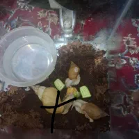2عددحلزون البینو تخمگذار