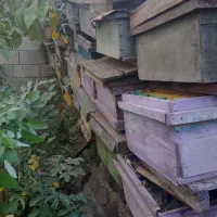 قوتی زنورعسل|عمده‌فروشی|مشگین شهر, |دیوار